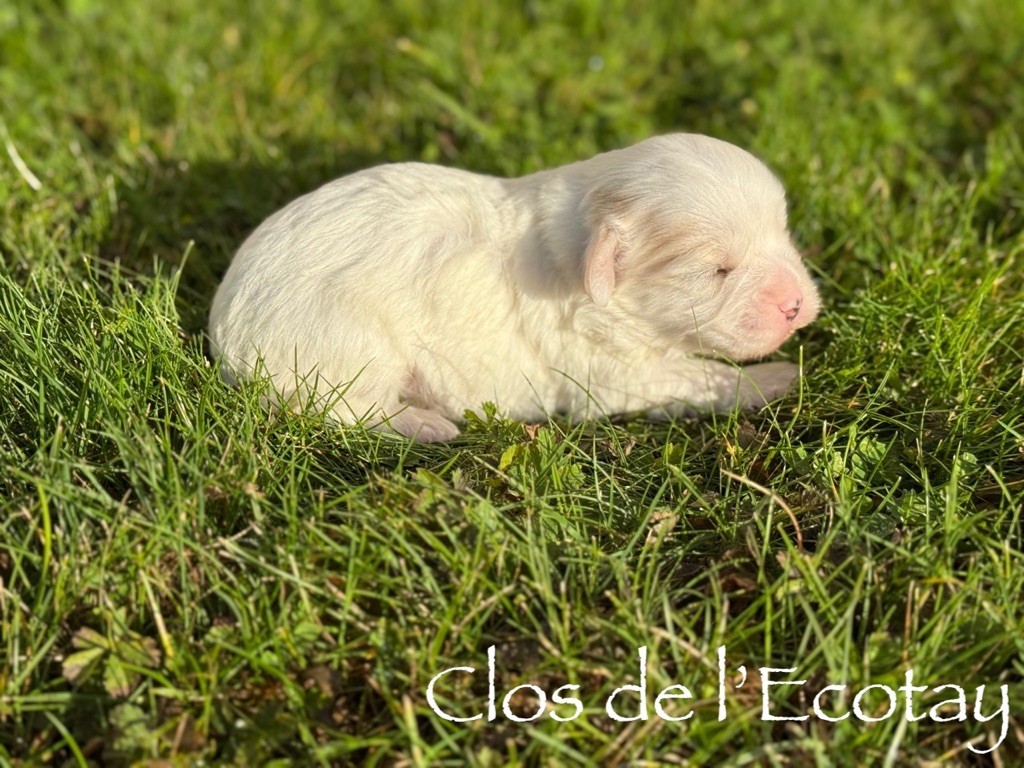 Du Clos De L'Ecotay - Chiots disponibles - Coton de Tulear