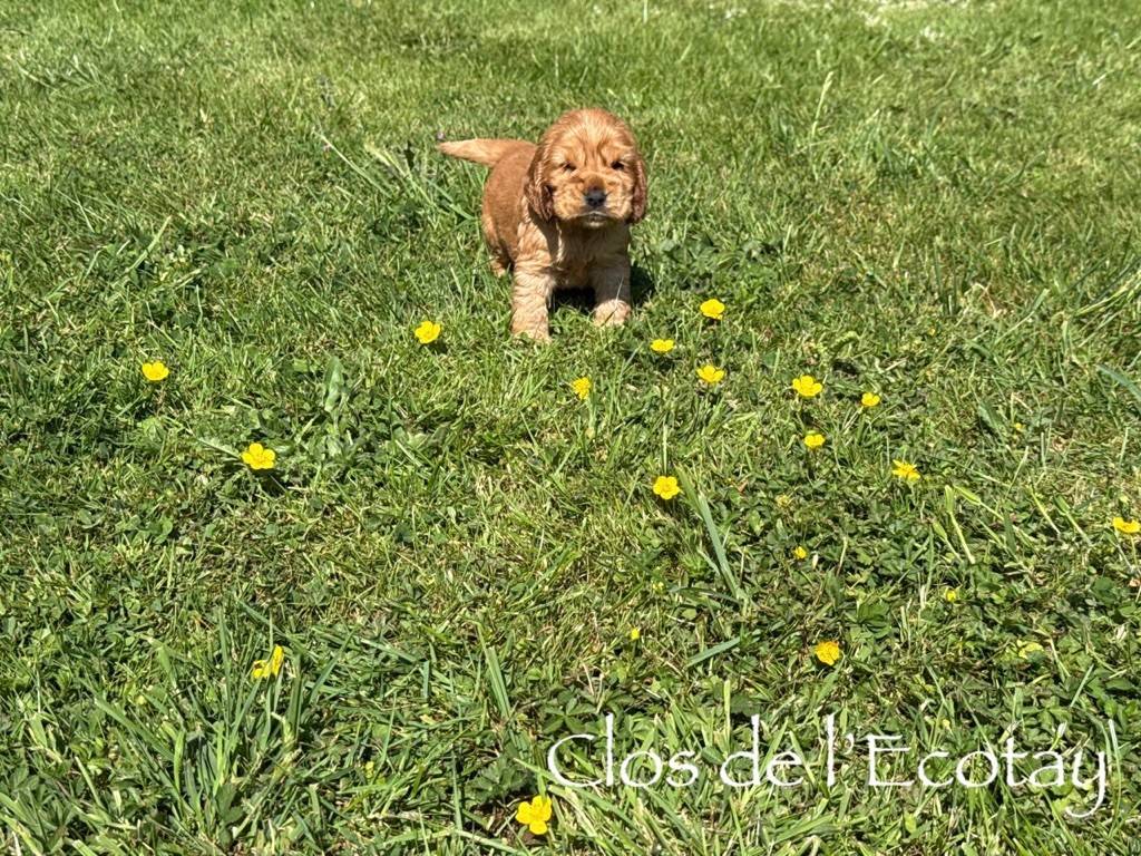 Du Clos De L'Ecotay - Cocker Spaniel Anglais - Portée née le 10/04/2025