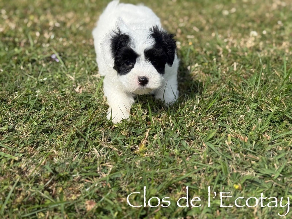 Du Clos De L'Ecotay - Chiots disponibles - Coton de Tulear