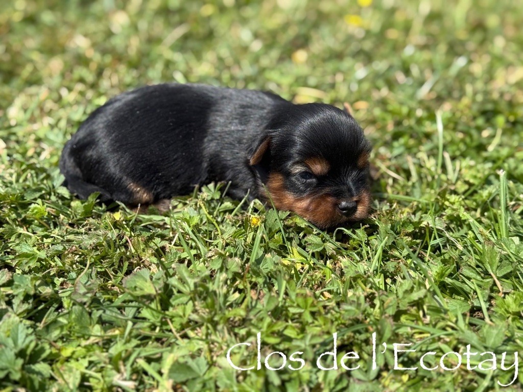 Du Clos De L'Ecotay - Chiots disponibles - Yorkshire Terrier