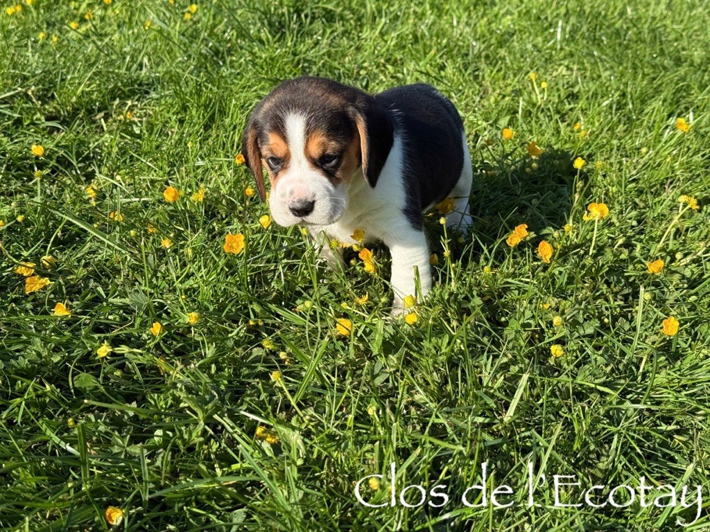 Du Clos De L'Ecotay - Chiots disponibles - Beagle