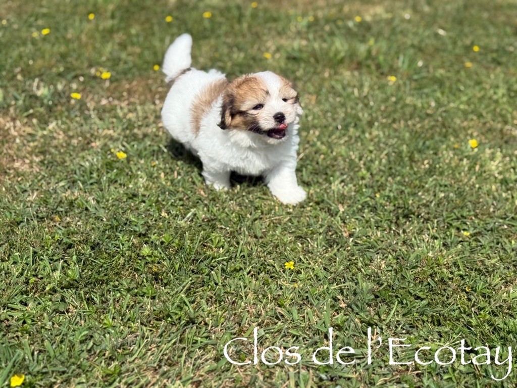 Du Clos De L'Ecotay - Chiots disponibles - Coton de Tulear