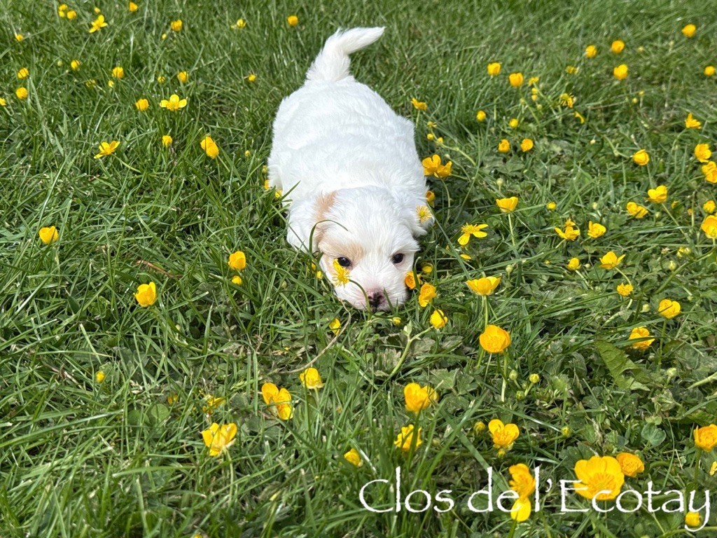 Du Clos De L'Ecotay - Chiots disponibles - Coton de Tulear