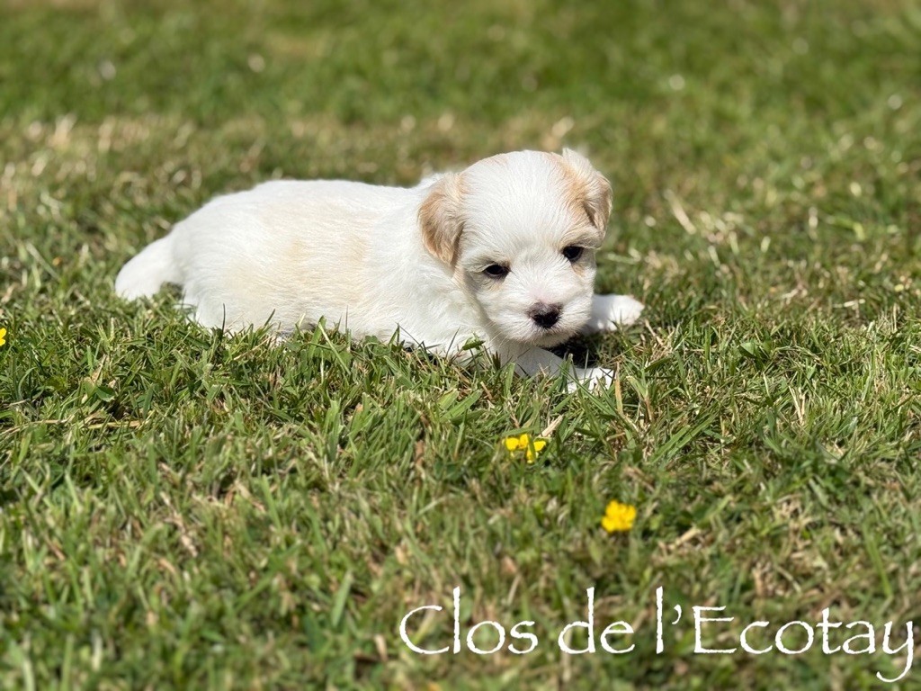 Du Clos De L'Ecotay - Chiots disponibles - Coton de Tulear