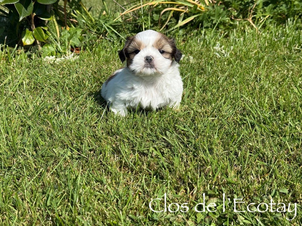 Du Clos De L'Ecotay - Shih Tzu - Portée née le 11/04/2025