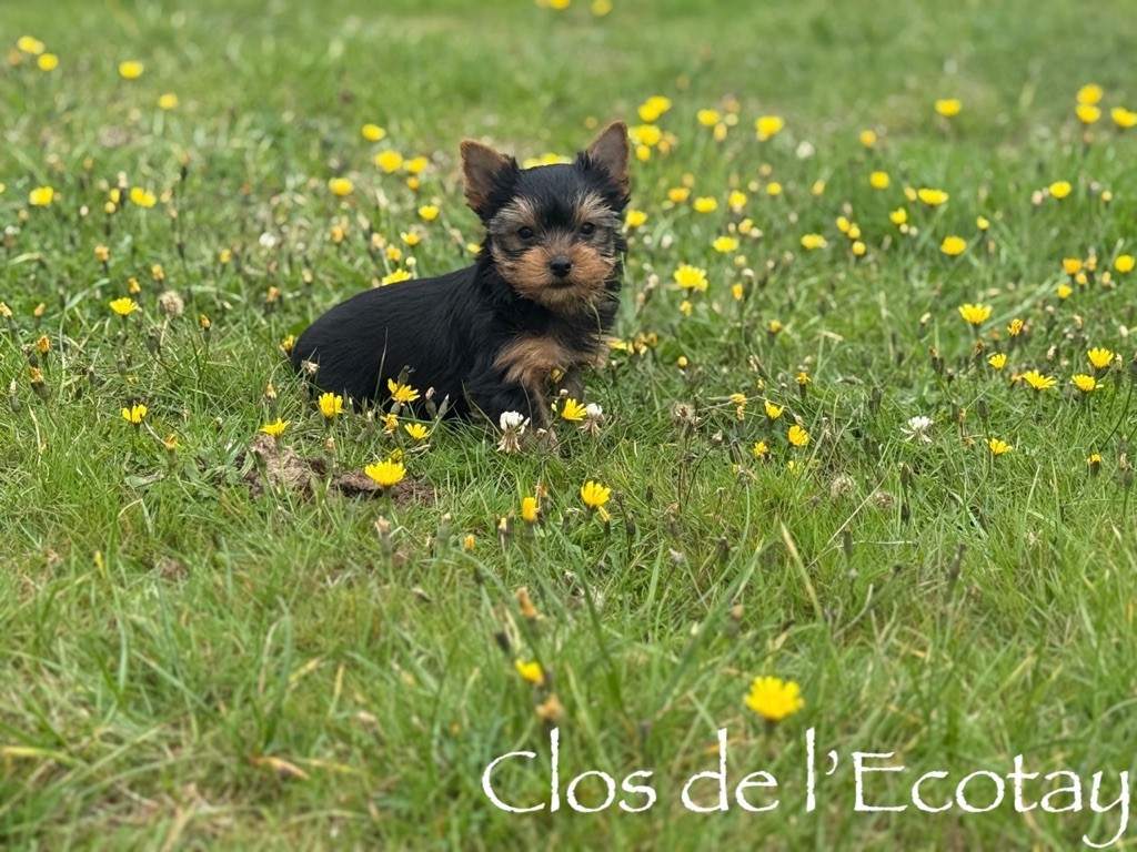 Du Clos De L'Ecotay - Chiots disponibles - Yorkshire Terrier