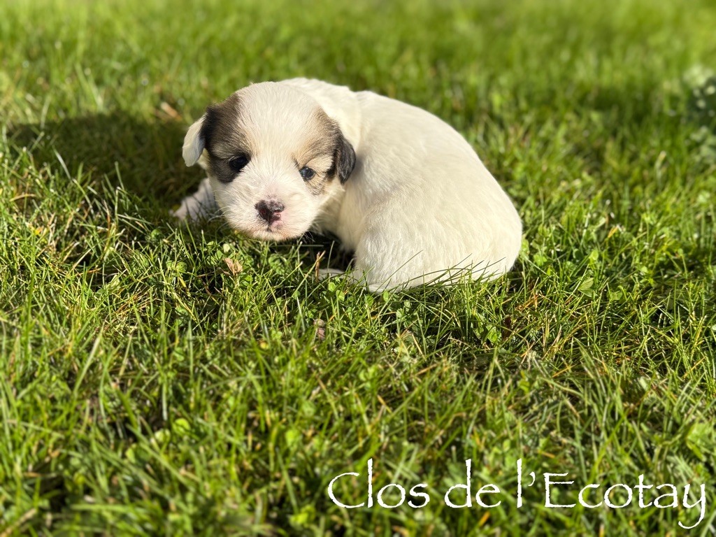 CHIOT 2