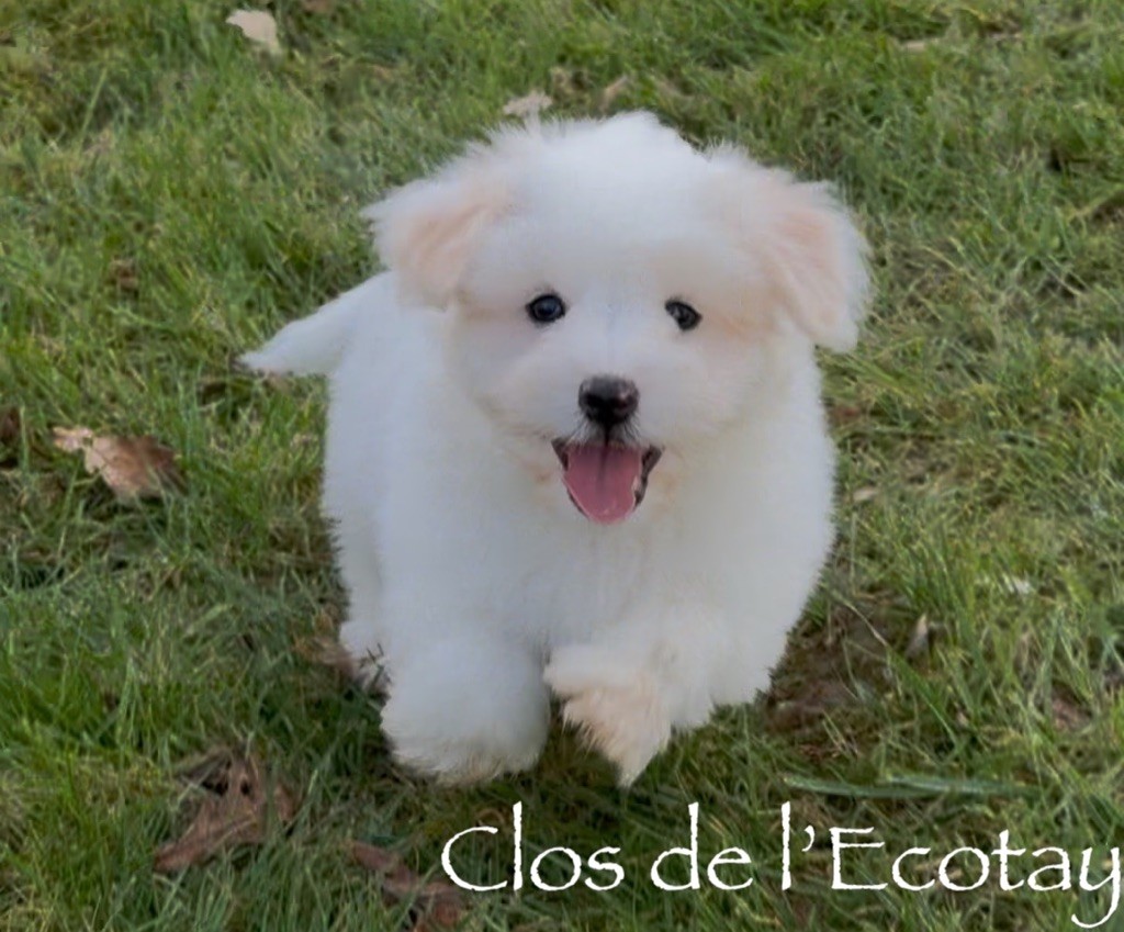 Du Clos De L'Ecotay - Chiots disponibles - Coton de Tulear