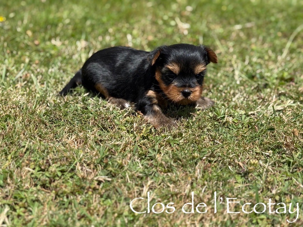 Du Clos De L'Ecotay - Chiots disponibles - Yorkshire Terrier