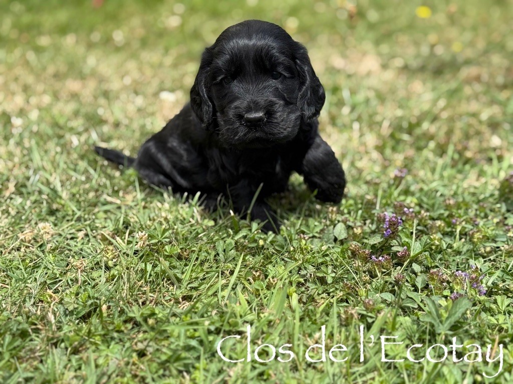 CHIOT 1
