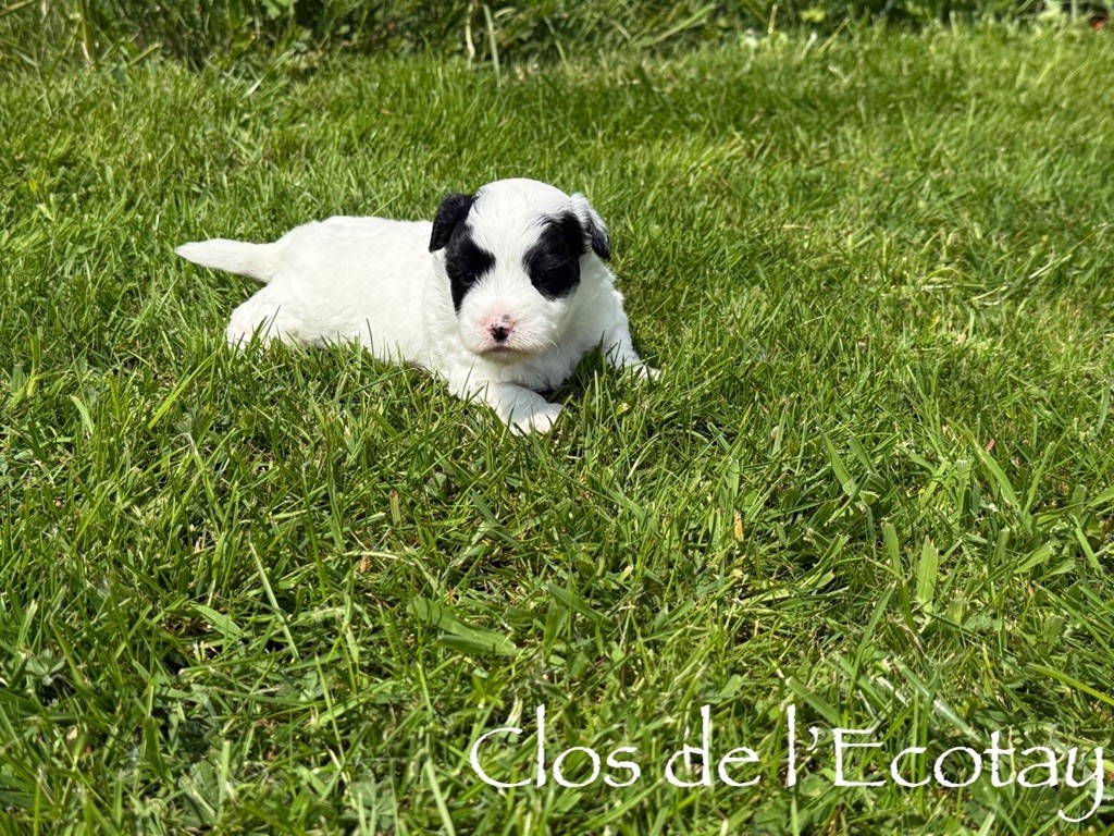 Du Clos De L'Ecotay - Chiots disponibles - Coton de Tulear