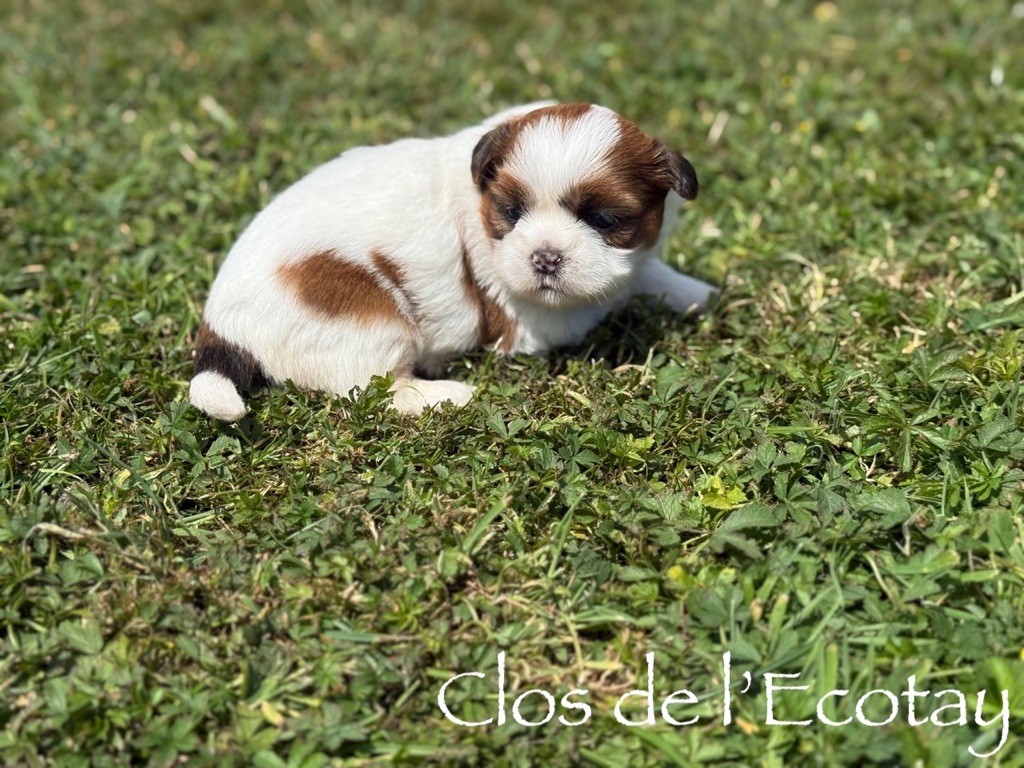Du Clos De L'Ecotay - Chiots disponibles - Shih Tzu