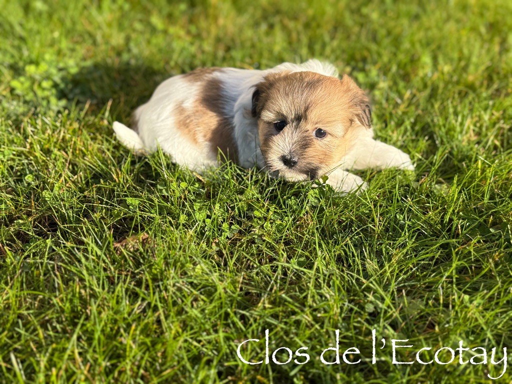 CHIOT 2