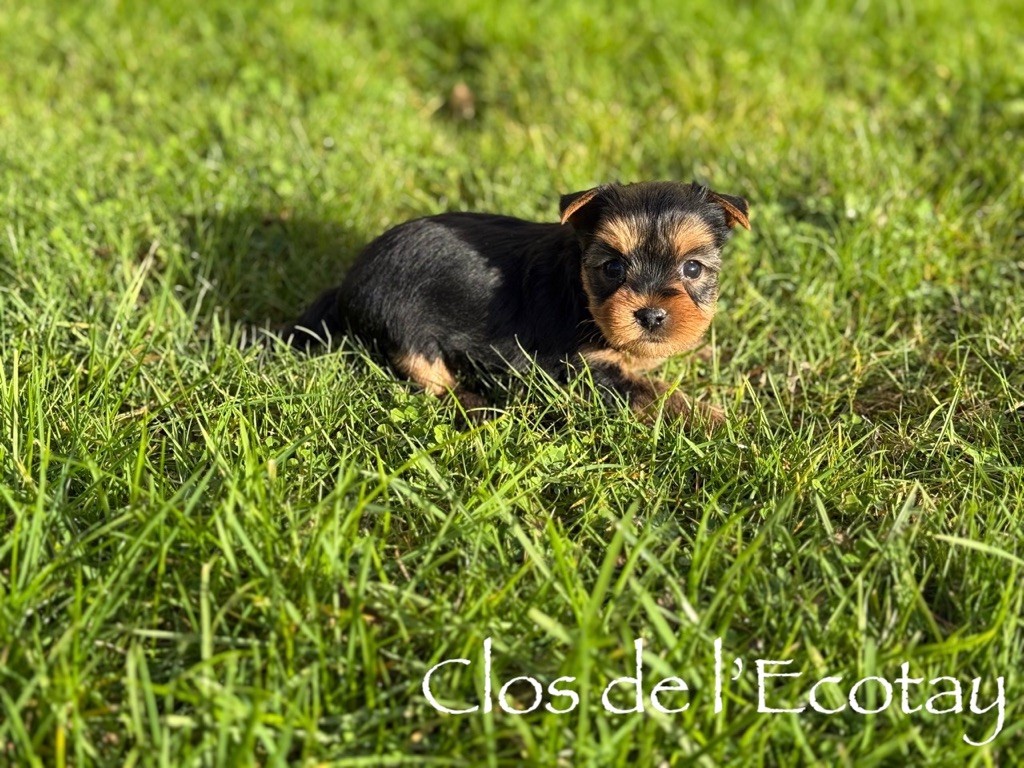 Du Clos De L'Ecotay - Chiots disponibles - Yorkshire Terrier