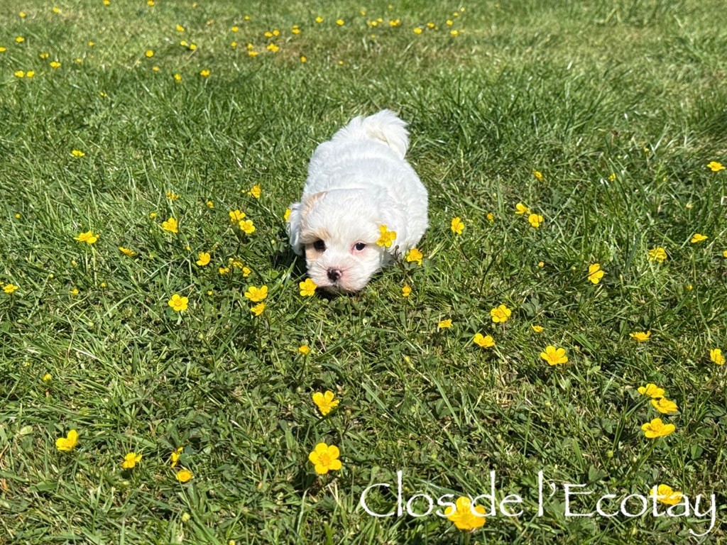 Du Clos De L'Ecotay - Chiots disponibles - Coton de Tulear