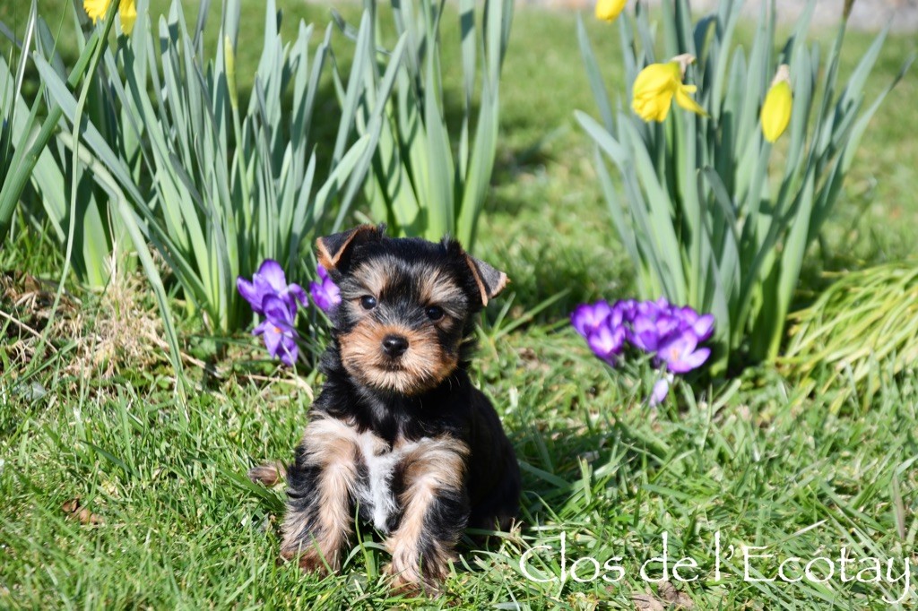 Du Clos De L'Ecotay - Chiots disponibles - Yorkshire Terrier