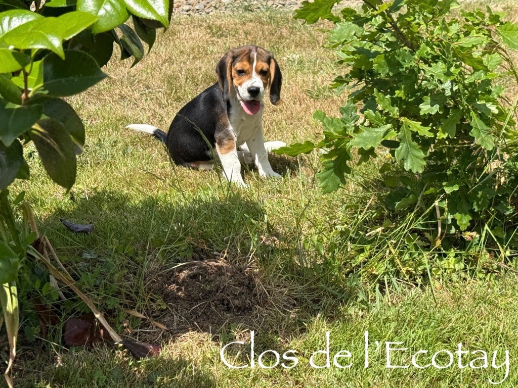 Du Clos De L'Ecotay - Chiots disponibles - Beagle
