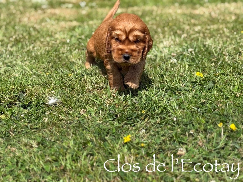 Du Clos De L'Ecotay - Chiots disponibles - Cocker Spaniel Anglais