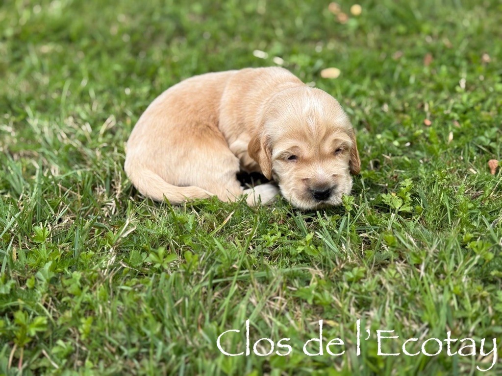 Du Clos De L'Ecotay - Chiots disponibles - Cocker Spaniel Anglais