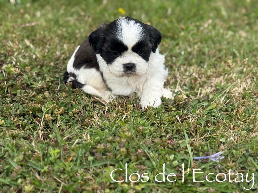 Du Clos De L'Ecotay - Chiots disponibles - Shih Tzu