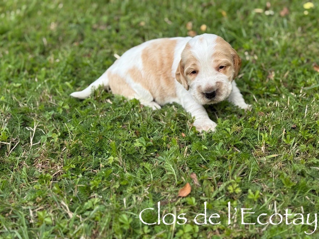 Du Clos De L'Ecotay - Chiots disponibles - Cocker Spaniel Anglais