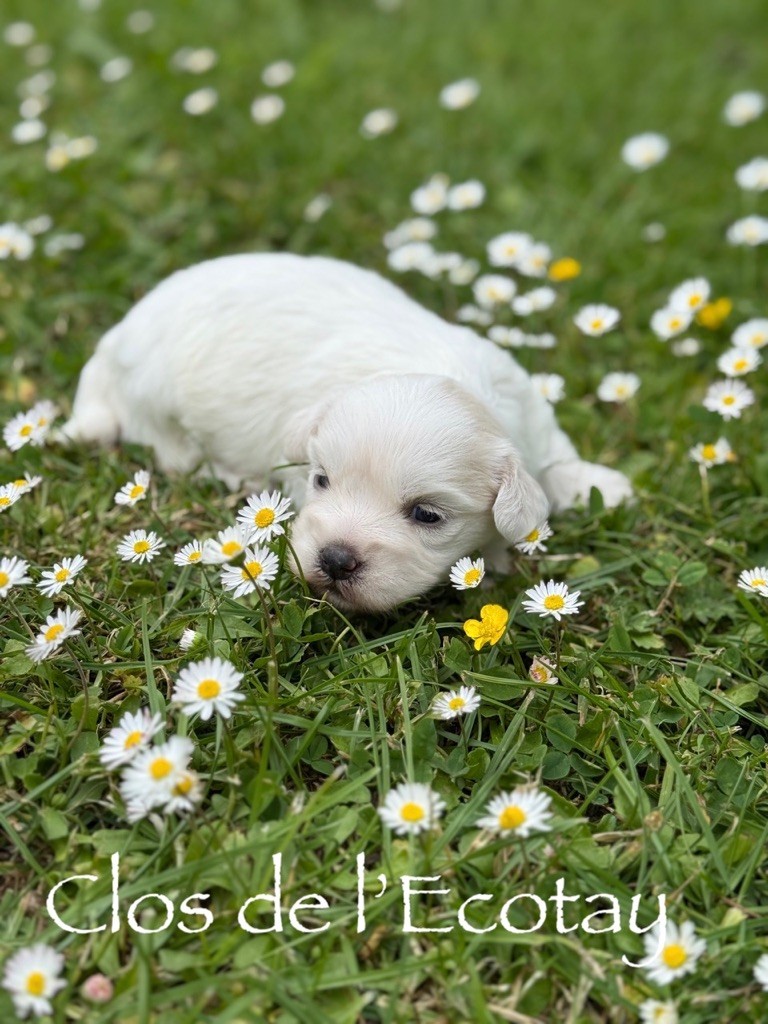 Du Clos De L'Ecotay - Chiots disponibles - Coton de Tulear