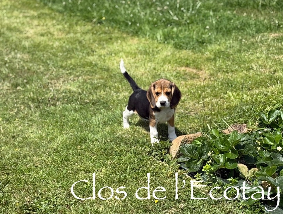 Du Clos De L'Ecotay - Chiots disponibles - Beagle