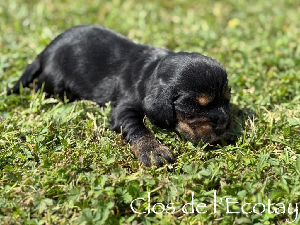 Du Clos De L'Ecotay - Chiots disponibles - Cocker Spaniel Anglais
