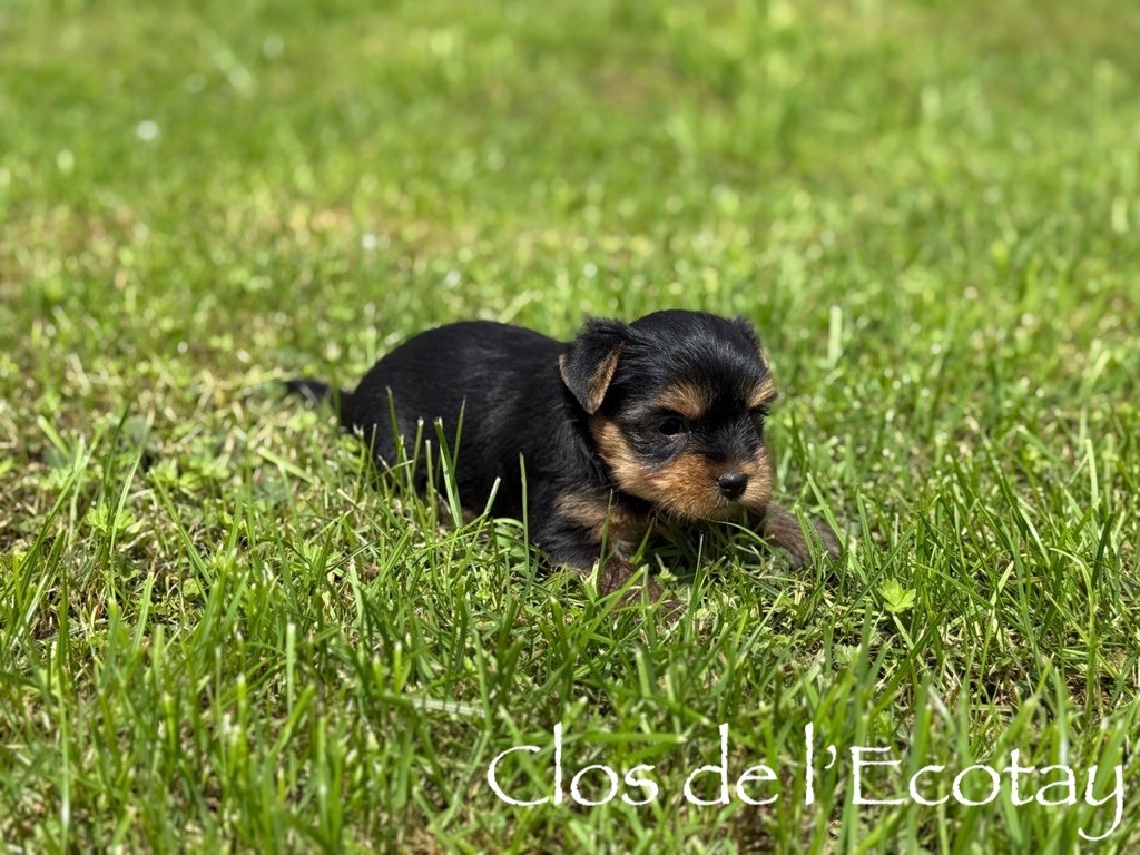 Du Clos De L'Ecotay - Chiots disponibles - Yorkshire Terrier