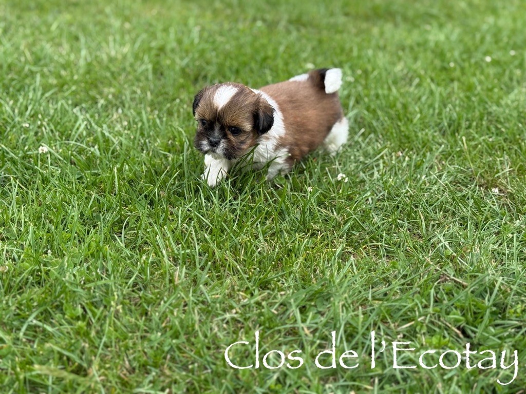 Du Clos De L'Ecotay - Shih Tzu - Portée née le 27/06/2025