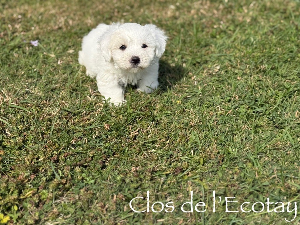 Du Clos De L'Ecotay - Chiots disponibles - Coton de Tulear