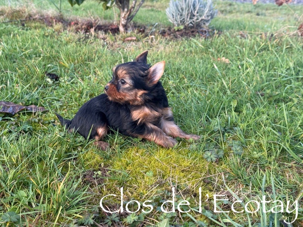 Du Clos De L'Ecotay - Chiots disponibles - Yorkshire Terrier