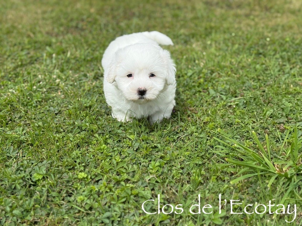 Du Clos De L'Ecotay - Chiots disponibles - Coton de Tulear