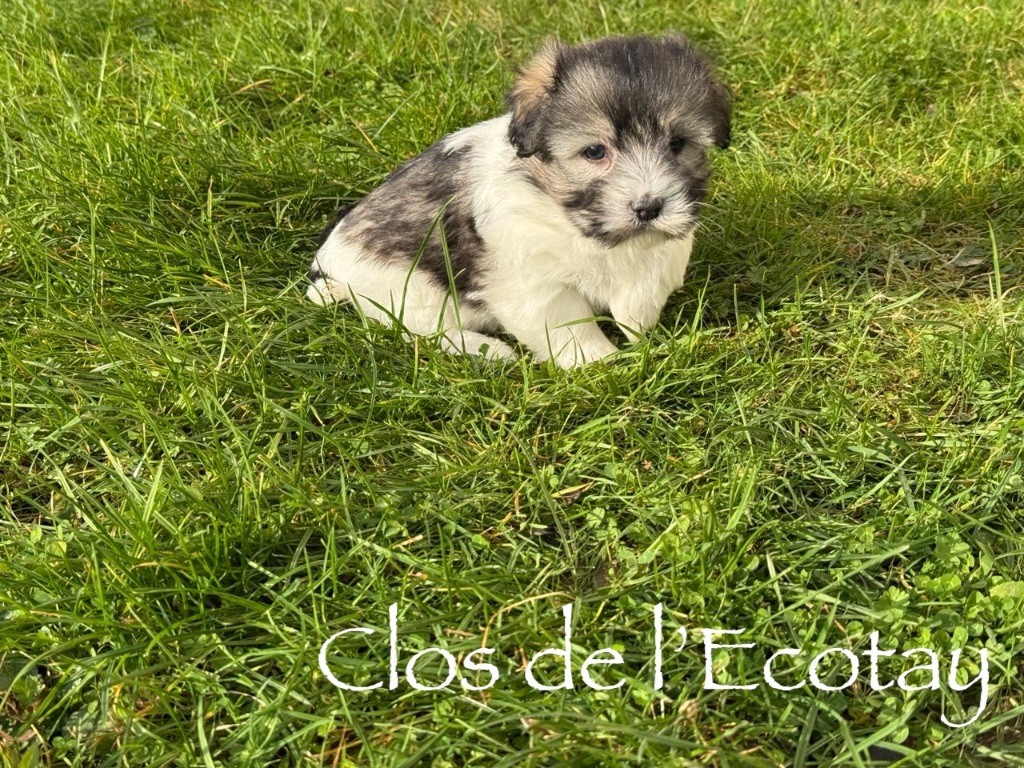 Du Clos De L'Ecotay - Chiots disponibles - Coton de Tulear