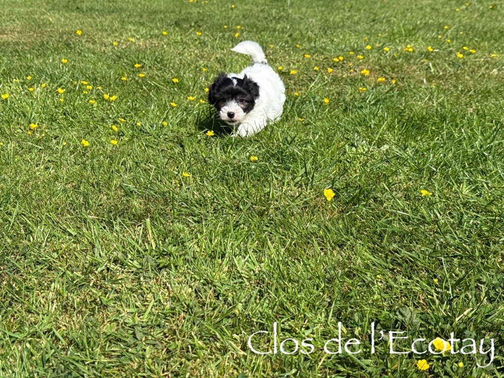 Du Clos De L'Ecotay - Chiots disponibles - Coton de Tulear