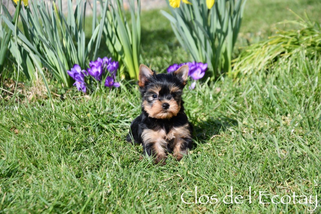 Du Clos De L'Ecotay - Chiots disponibles - Yorkshire Terrier