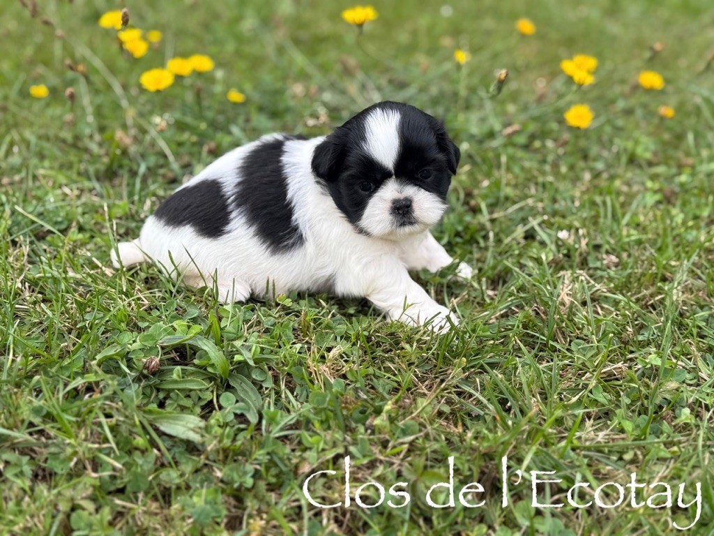 Du Clos De L'Ecotay - Chiots disponibles - Shih Tzu