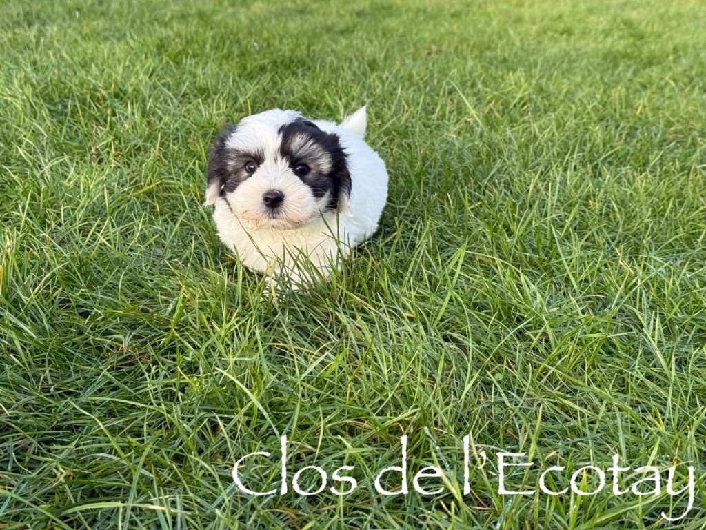 Du Clos De L'Ecotay - Chiots disponibles - Coton de Tulear