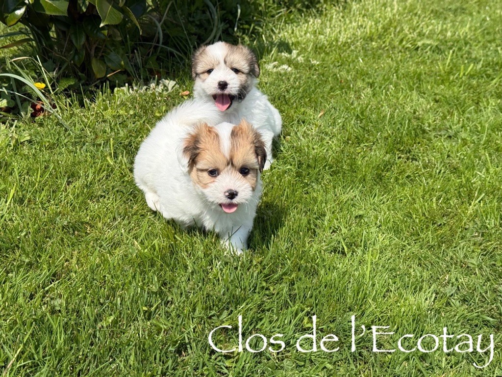 Du Clos De L'Ecotay - Coton de Tulear - Portée née le 14/03/2025