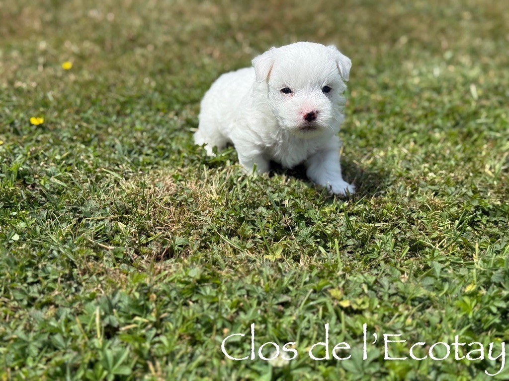Du Clos De L'Ecotay - Chiots disponibles - Coton de Tulear