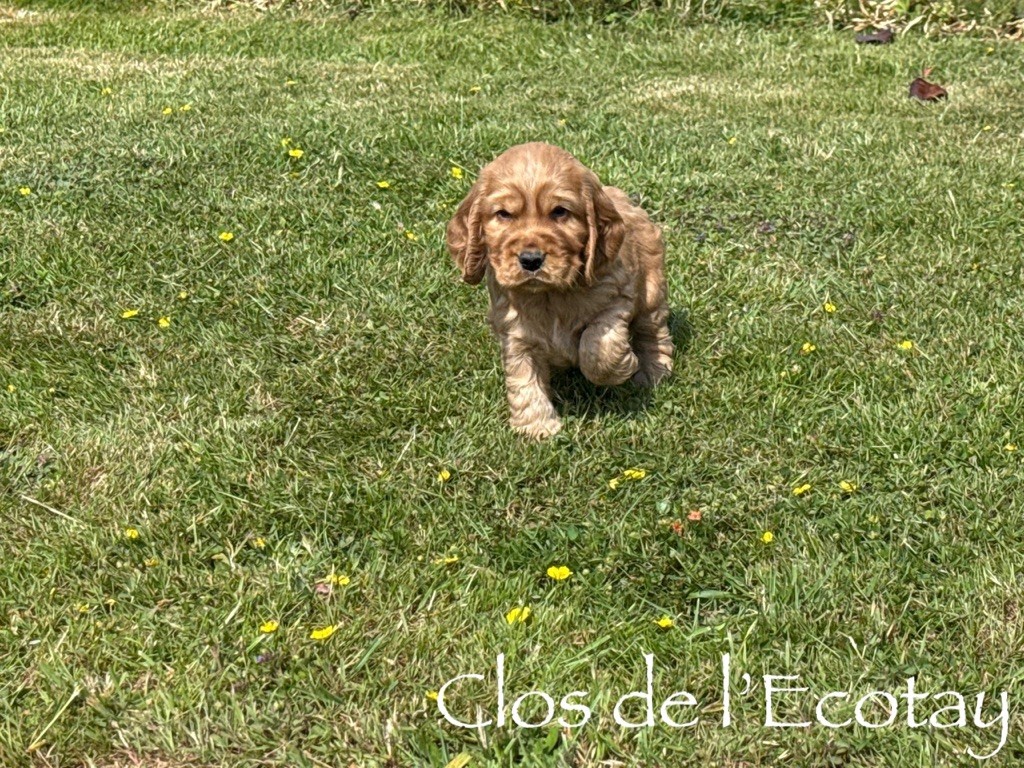Du Clos De L'Ecotay - Chiots disponibles - Cocker Spaniel Anglais