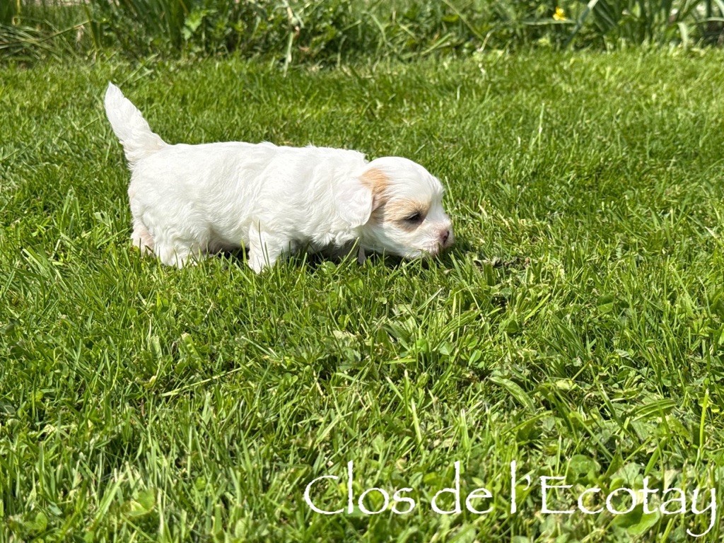 Du Clos De L'Ecotay - Chiots disponibles - Coton de Tulear
