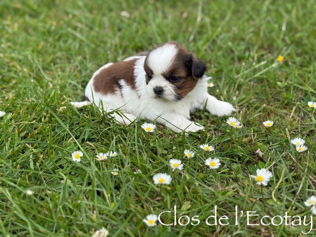 Du Clos De L'Ecotay - Chiots disponibles - Shih Tzu