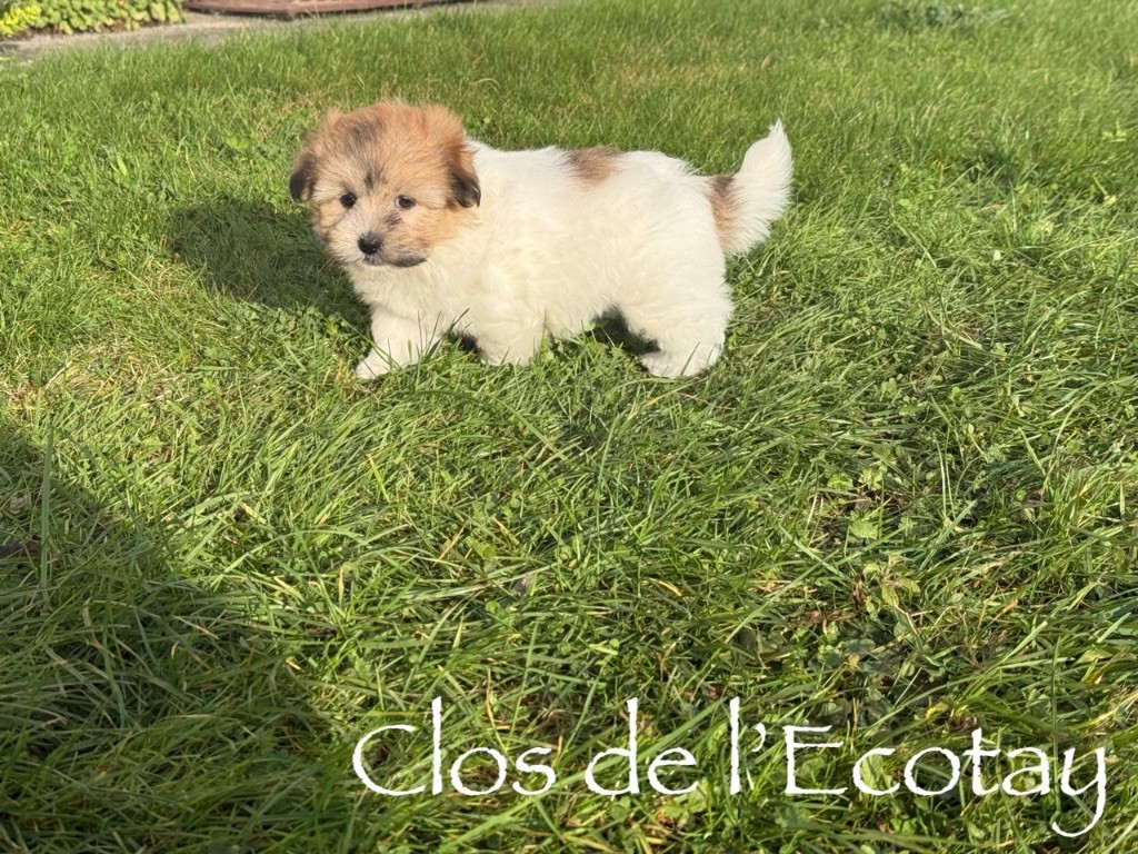 Du Clos De L'Ecotay - Chiots disponibles - Coton de Tulear