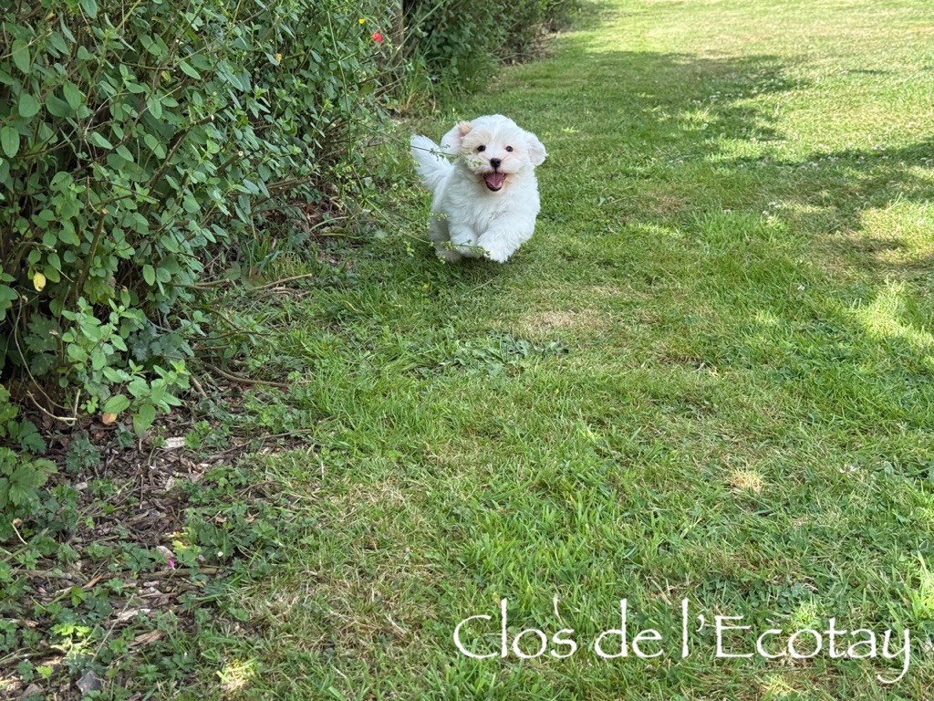 Du Clos De L'Ecotay - Chiots disponibles - Coton de Tulear