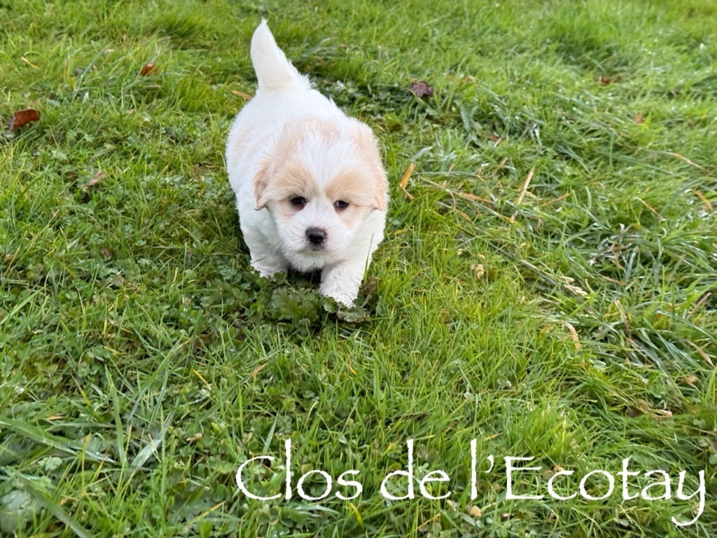 Du Clos De L'Ecotay - Chiots disponibles - Coton de Tulear