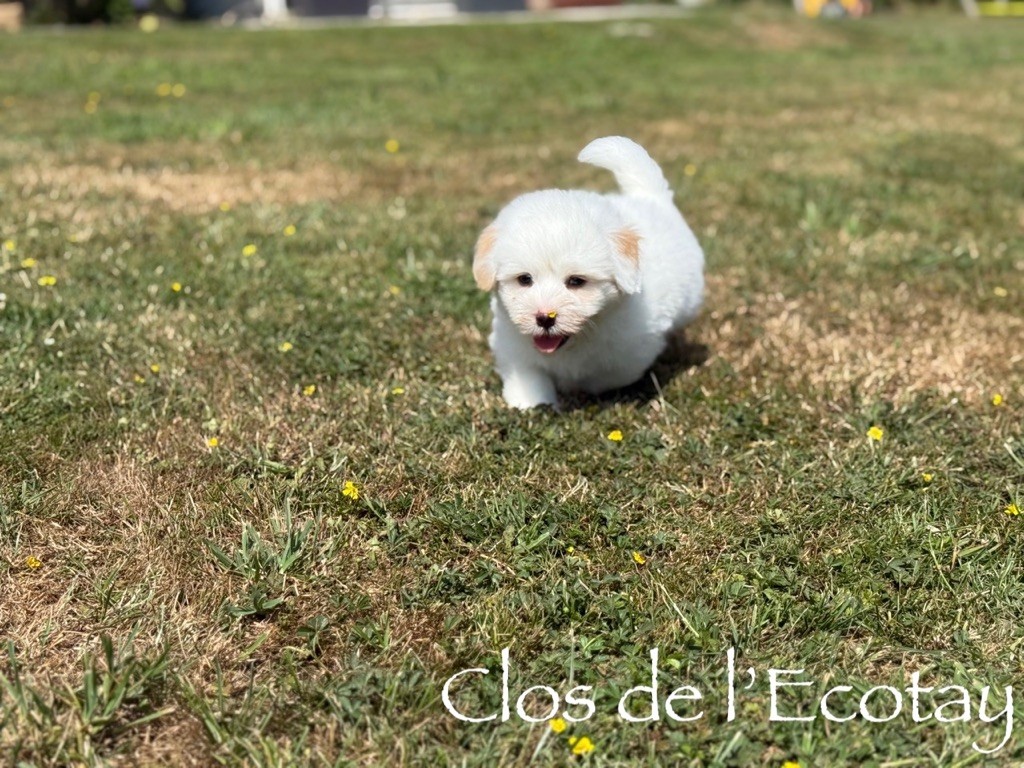 Du Clos De L'Ecotay - Chiots disponibles - Coton de Tulear