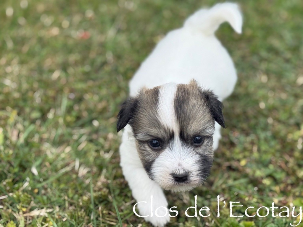 Du Clos De L'Ecotay - Chiots disponibles - Coton de Tulear