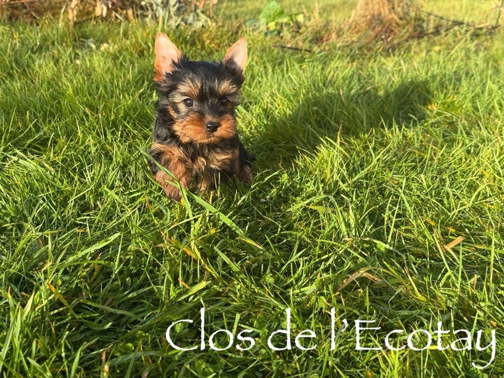 Du Clos De L'Ecotay - Chiots disponibles - Yorkshire Terrier