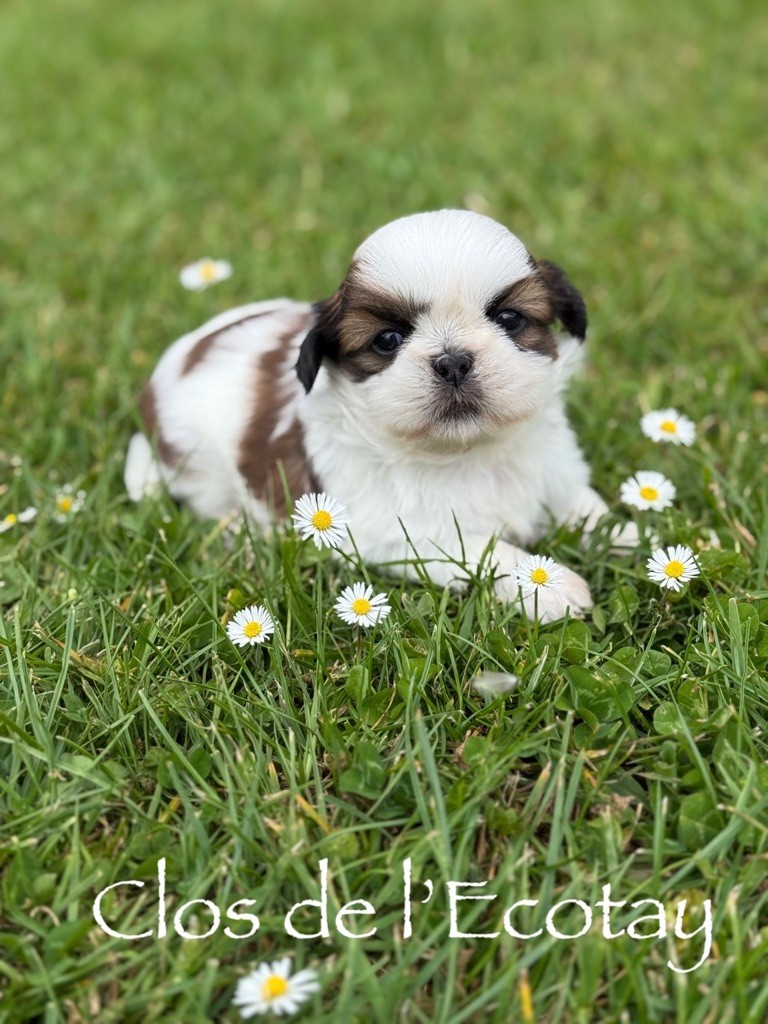 Du Clos De L'Ecotay - Chiots disponibles - Shih Tzu